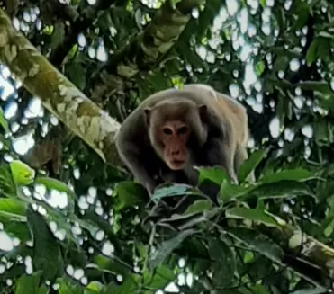 Linh trưởng Phong Nha